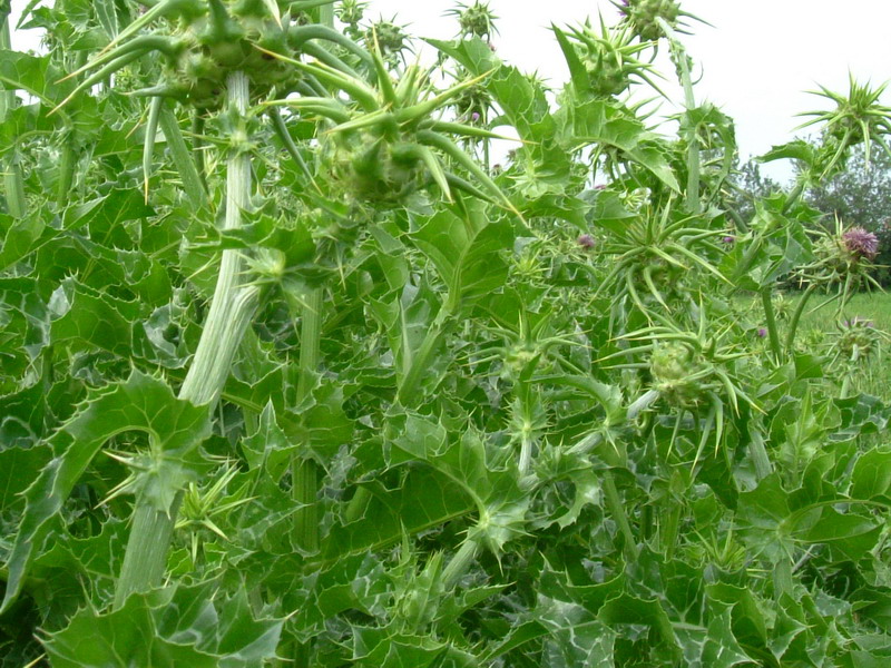 Silybum marianum / Cardo mariano
